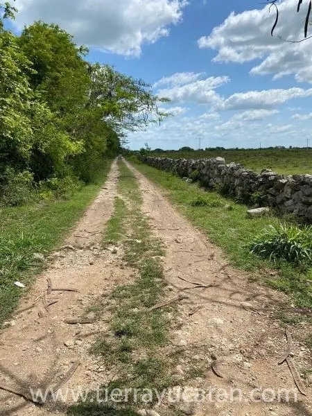 Rancho Ganadero y Agrícola en Izamal – 680 con 4 Km Frente a Carretera — foto 6