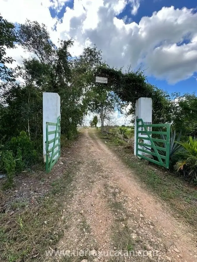 Exclusivo Rancho de Limón de 250 Hectáreas en Izamal: Propiedad Privada con 28,000 Arboles Listos para Producir