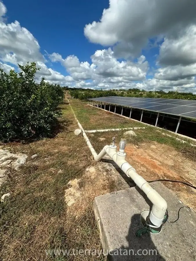 Exclusivo Rancho de Limón de 250 Hectáreas en Izamal: Propiedad Privada con 28,000 Arboles Listos para Producir — foto 2