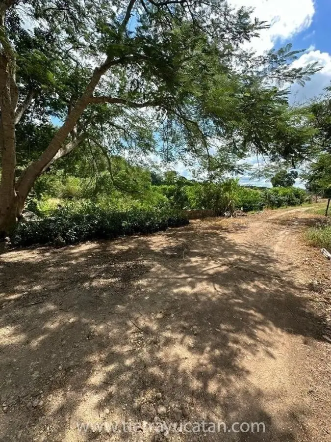 Exclusivo Rancho de Limón de 250 Hectáreas en Izamal: Propiedad Privada con 28,000 Arboles Listos para Producir — foto 3