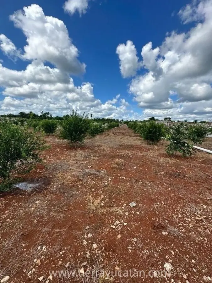 Exclusivo Rancho de Limón de 250 Hectáreas en Izamal: Propiedad Privada con 28,000 Arboles Listos para Producir — foto 4