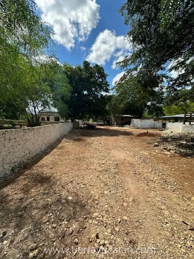 Exclusivo Rancho de Limón de 250 Hectáreas en Izamal: Propiedad Privada con 28,000 Arboles Listos para Producir — foto 5