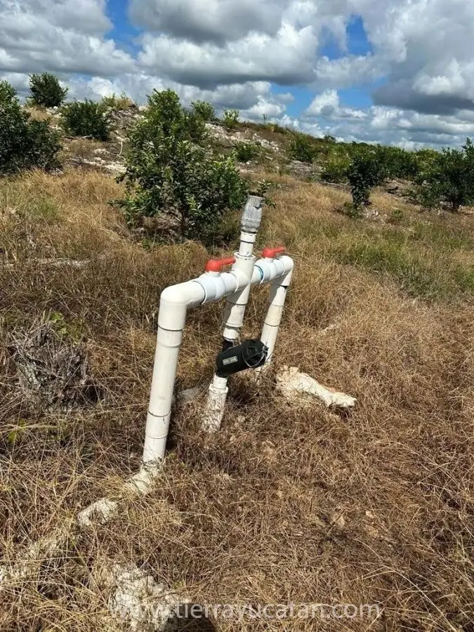 Exclusivo Rancho de Limón de 250 Hectáreas en Izamal: Propiedad Privada con 28,000 Arboles Listos para Producir — foto 6