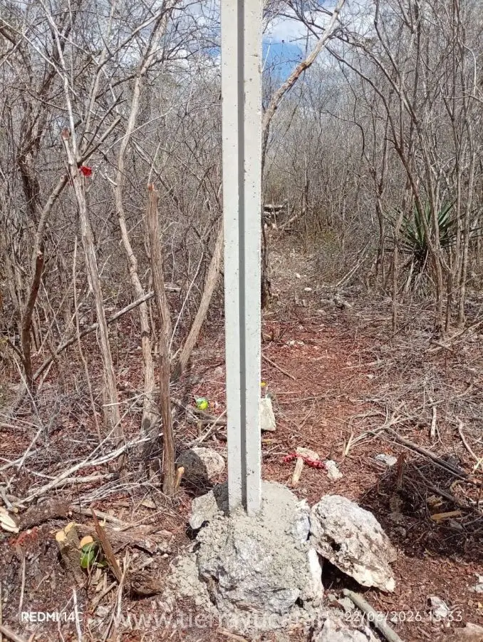 Terreno en Hunucmá Camino al Puerto de Sisal, de 9,676 M². — foto 5