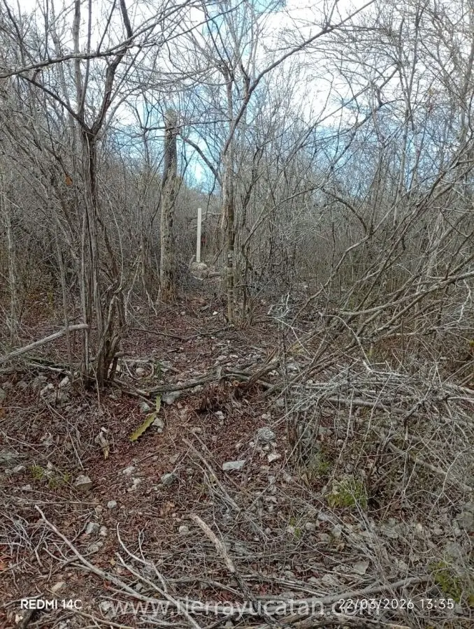 Terreno en Hunucmá Camino al Puerto de Sisal, de 9,676 M². — foto 6