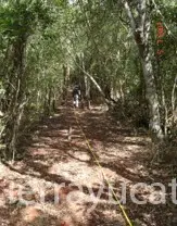 Excelente Terreno para Desarrollo de 79.5 Hectáreas Diez Min de Chichén Itzá — foto 5