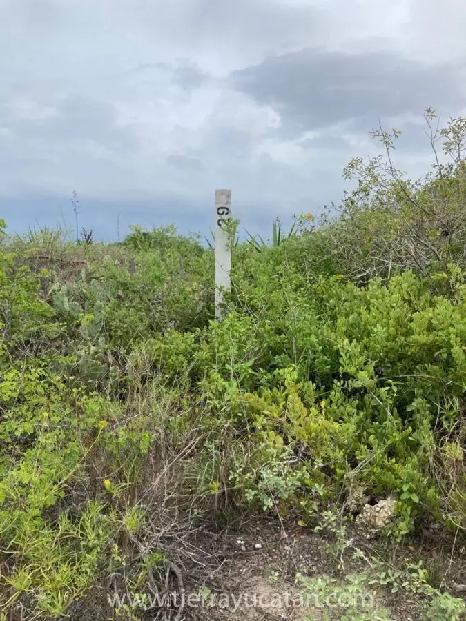 Terreno Rústico de 300 M² en Chicxulub Pueblo (a 770 M de la Carretera a Chicxulub Puerto)