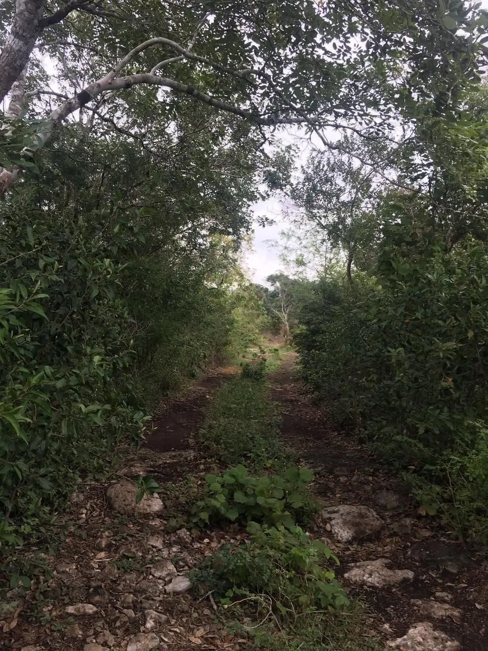 Oportunidad de inversión, 1 Hectárea en venta en Anayansi — foto 2