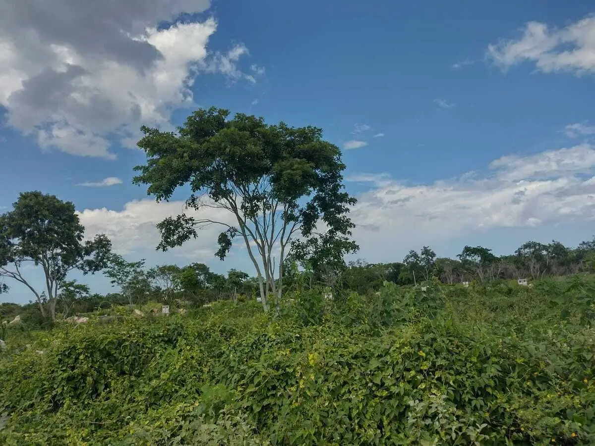 Terreno residencial con servicios en Conkal — foto 2
