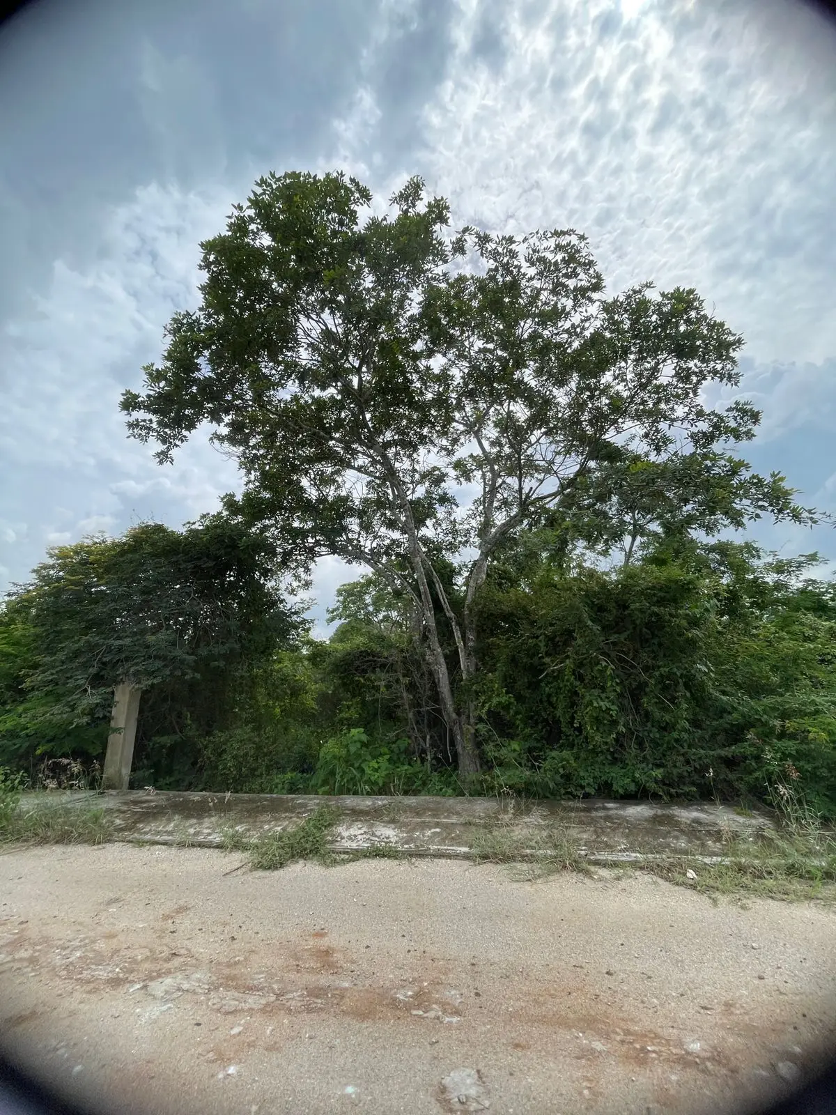 Terreno en Venta | Dzitya | Entrega Inmediata — foto 3