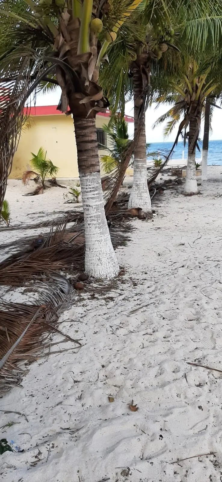 Terreno frente al mar en Santa Clara, YucatánOceanfront land in Santa Clara, Yucatán — foto 3