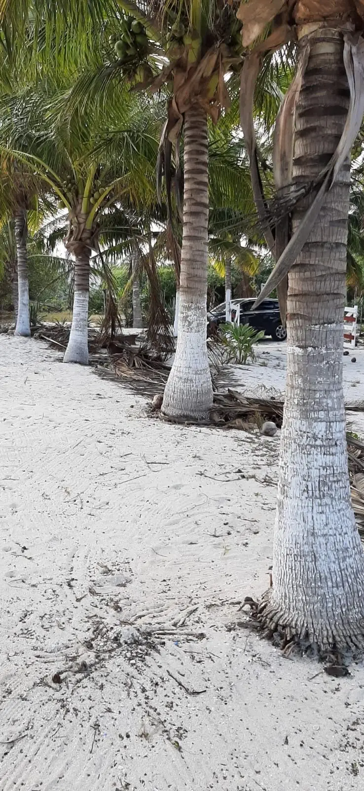 Terreno frente al mar en Santa Clara, YucatánOceanfront land in Santa Clara, Yucatán — foto 5
