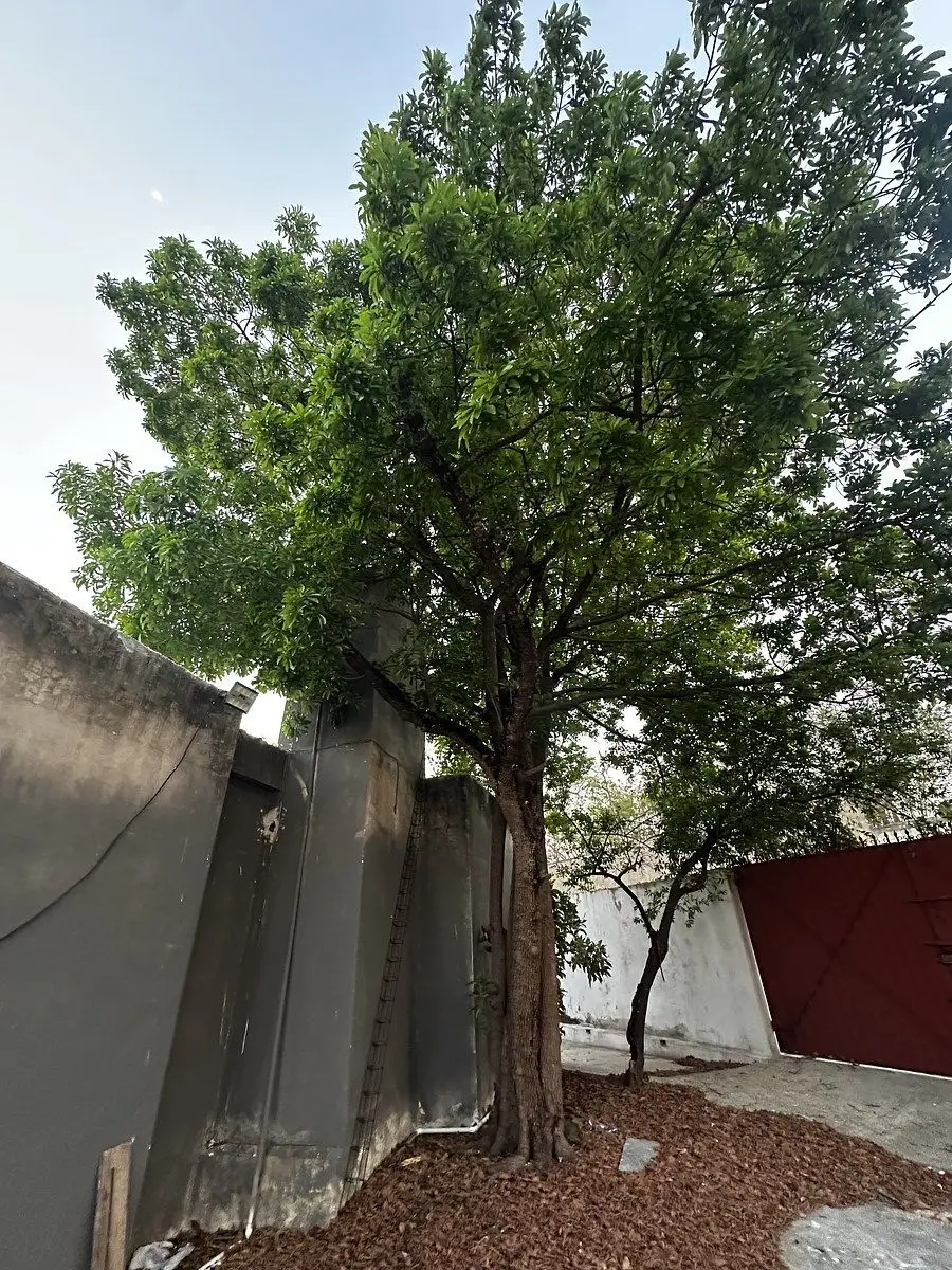 Casa en venta en esquina con amplio terreno — foto 4