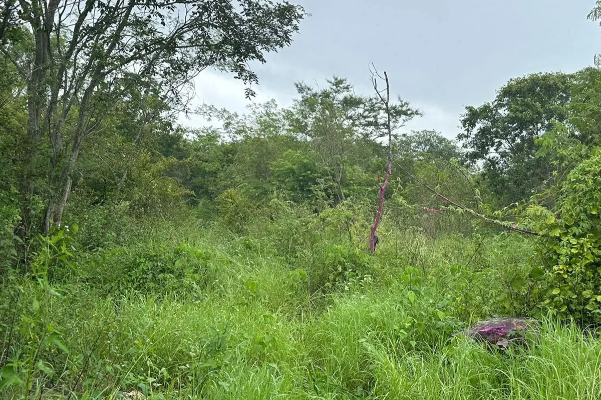 Land in Dzidzantun, 40 pesos per sq meter! — foto 4