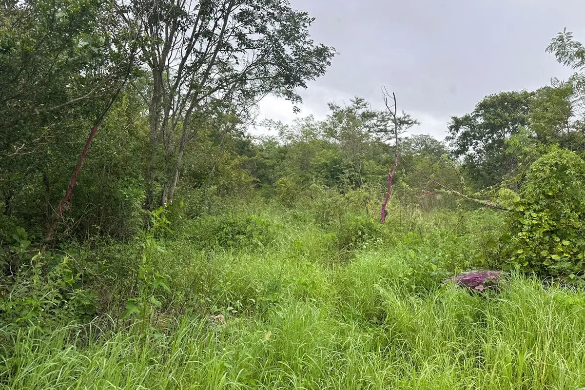 Land in Dzidzantun, 40 pesos per sq meter! — foto 5