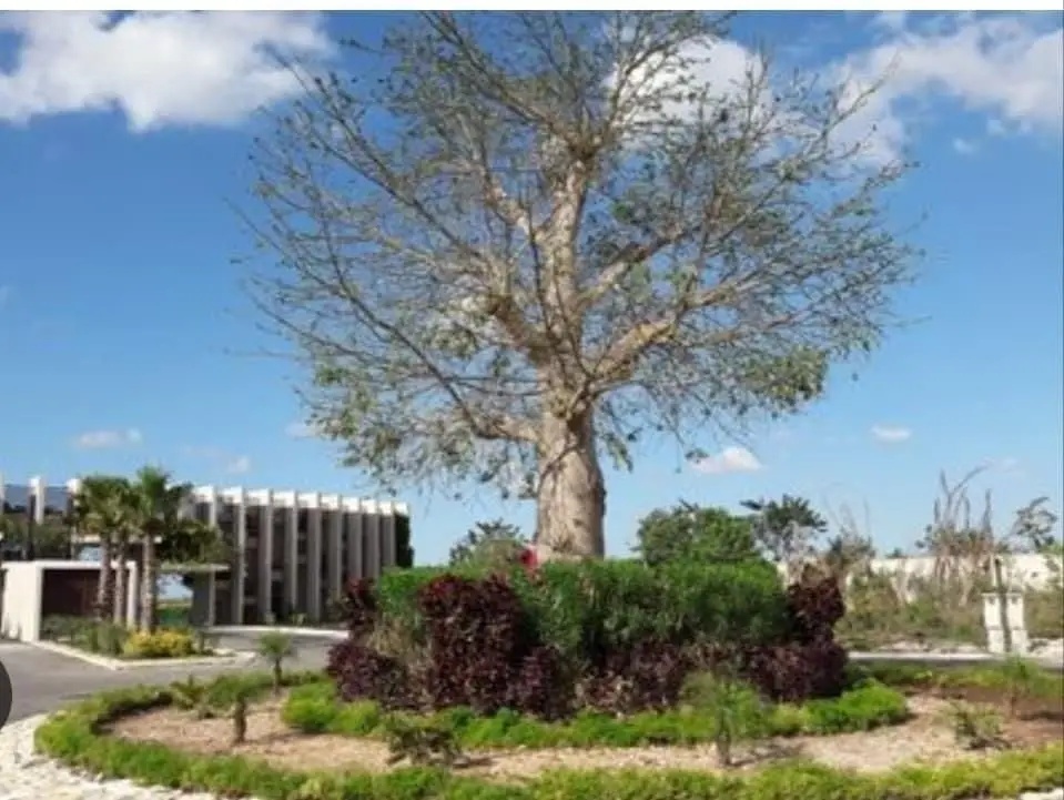Lote en venta ubicación en privada Yaaxlum — foto 6