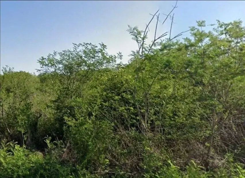 Terreno en Venta de 1 Hectárea en Sierra Papacal, Mérida | Propiedad Privada — foto 4